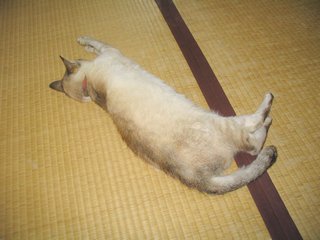 猫もばたんきゅ～