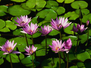 Water lilies　Spline36